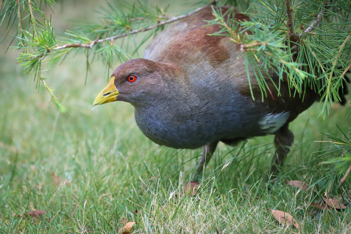 Tasmanian Nativehen - Darcy Whittaker