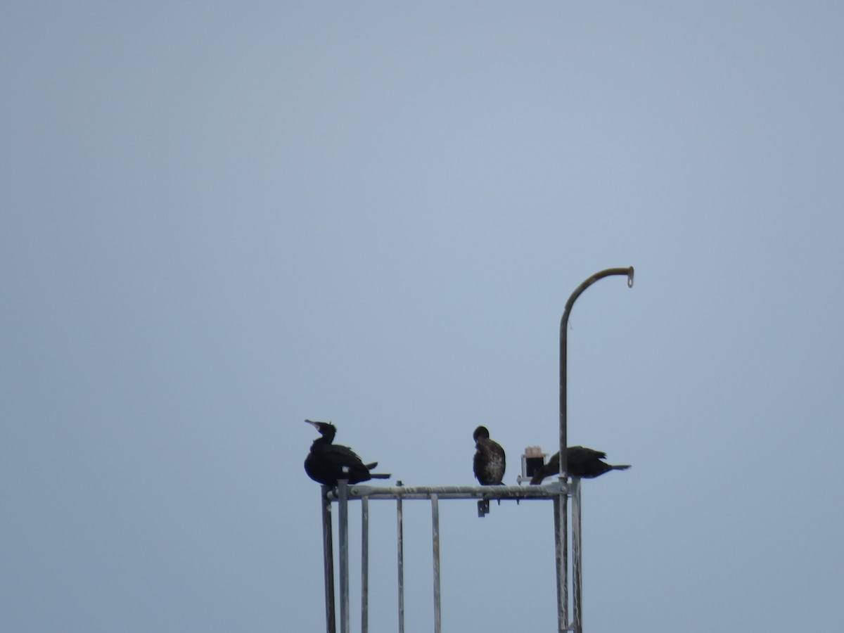 Great Cormorant (North Atlantic) - ML540701861