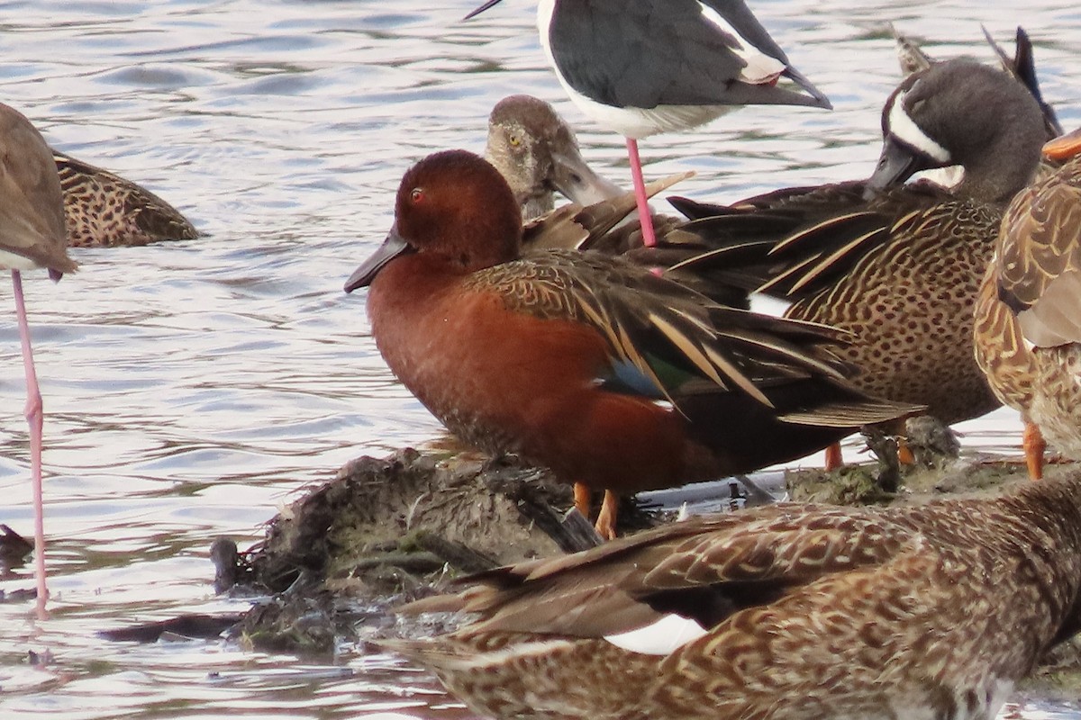 Cinnamon Teal - Mike Donaldson