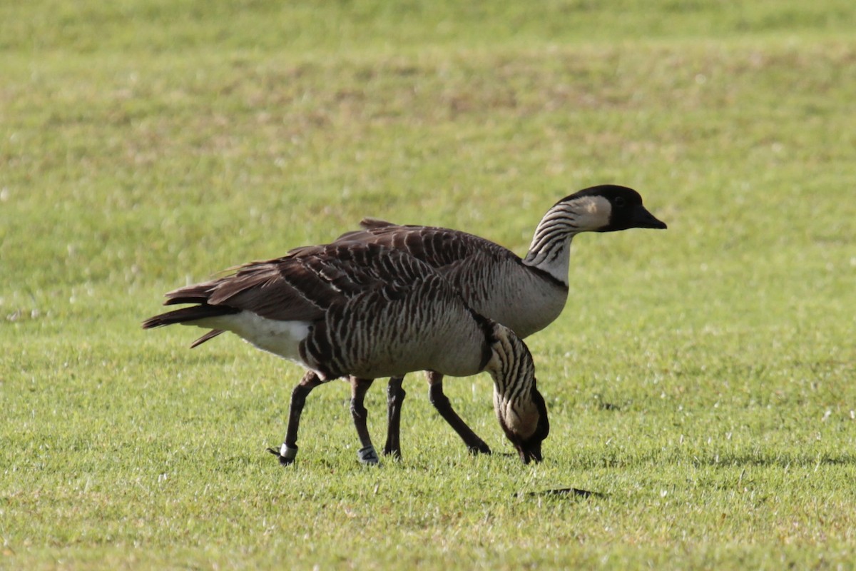 Hawaiian Goose - ML540702901