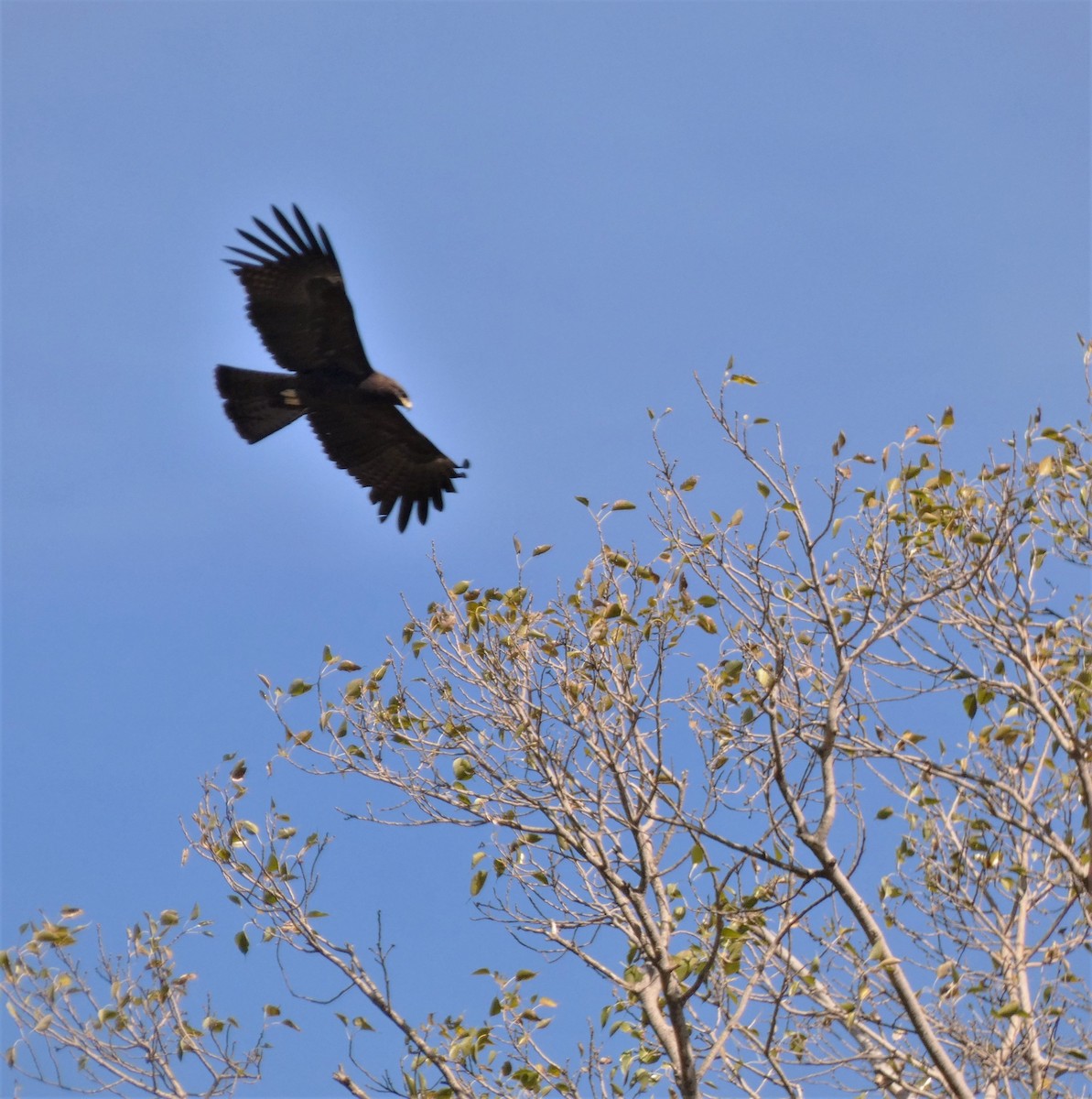 Black Eagle - Santharam V