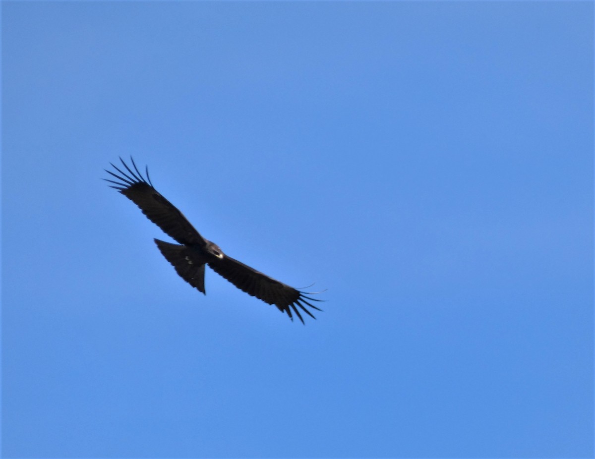 Águila Milana - ML540702921