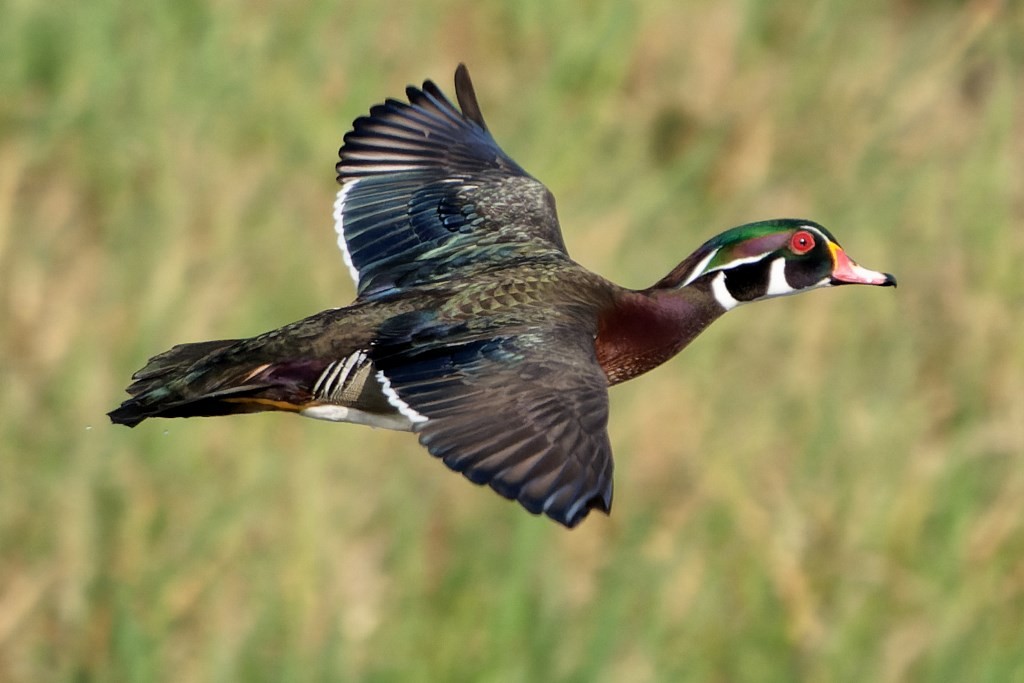 Wood Duck - ML540703351