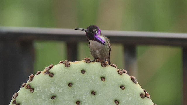 Costa's Hummingbird - ML540705501