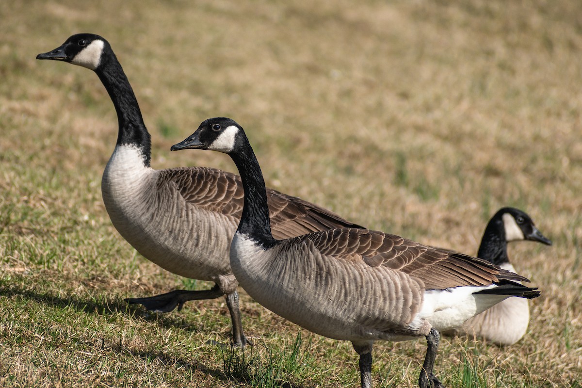 Canada Goose - ML540705571