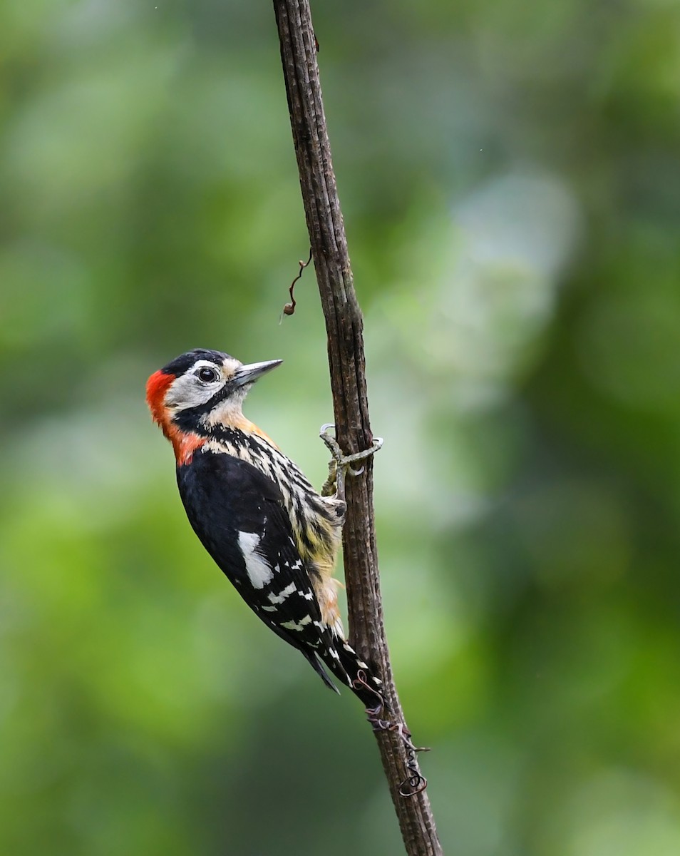 Crimson-naped Woodpecker - Noel Foning