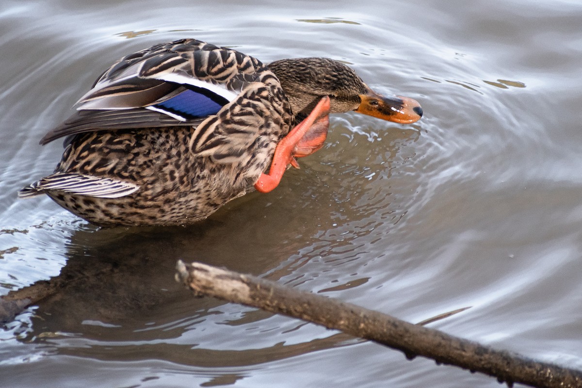 Mallard - ML540705671