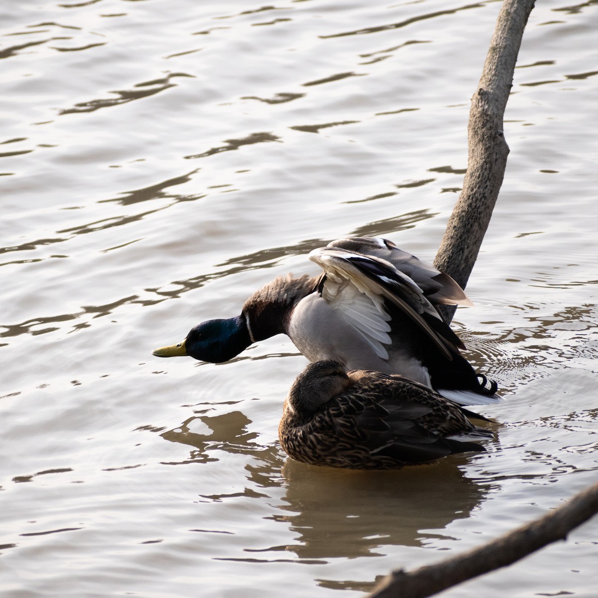 Mallard - Albert Jackson