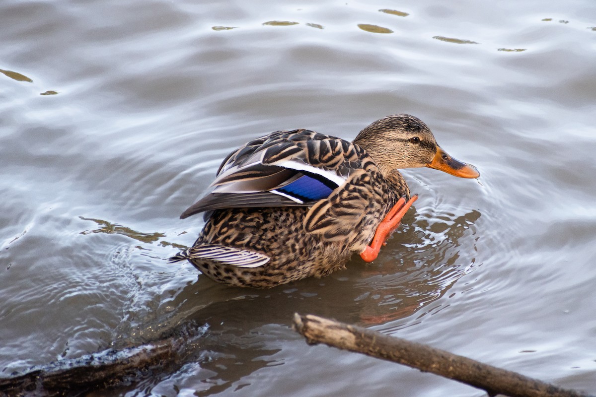 Mallard - ML540705721