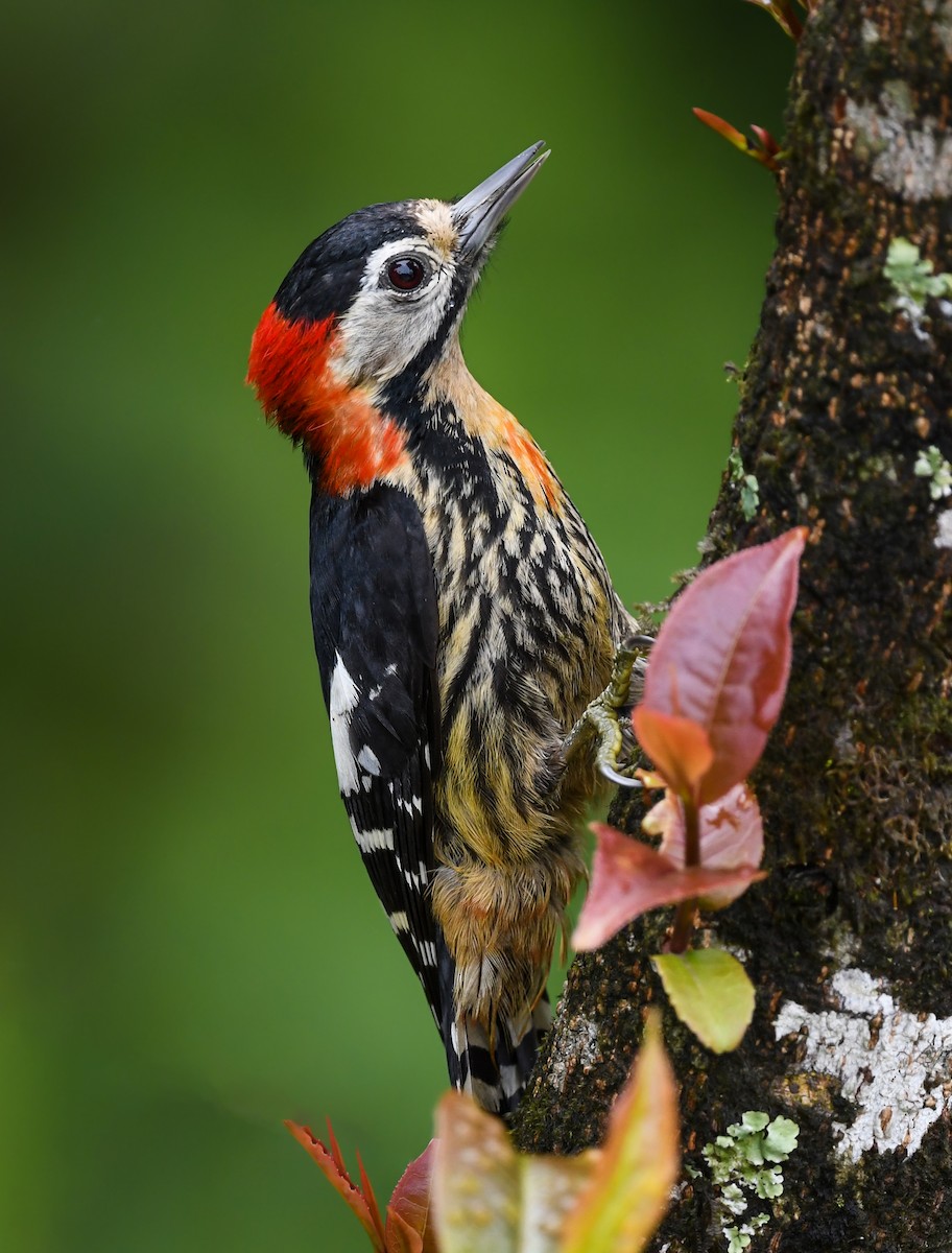 Crimson-naped Woodpecker - Noel Foning