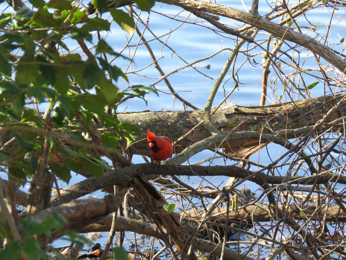 Northern Cardinal - ML540705951