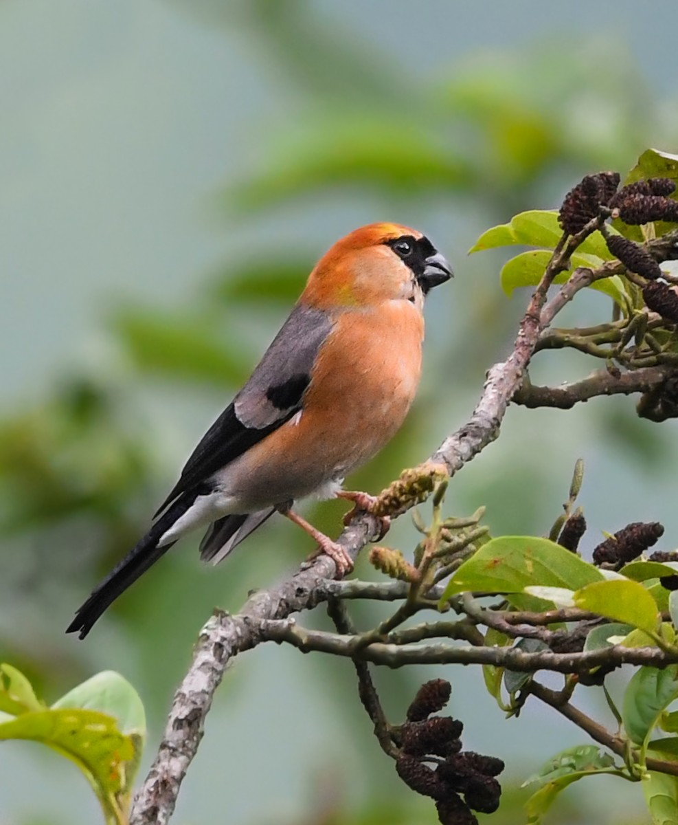 Red-headed Bullfinch - Noel Foning