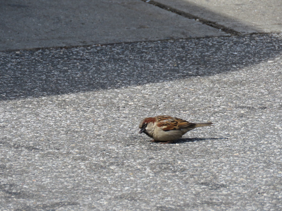 House Sparrow - ML540706801