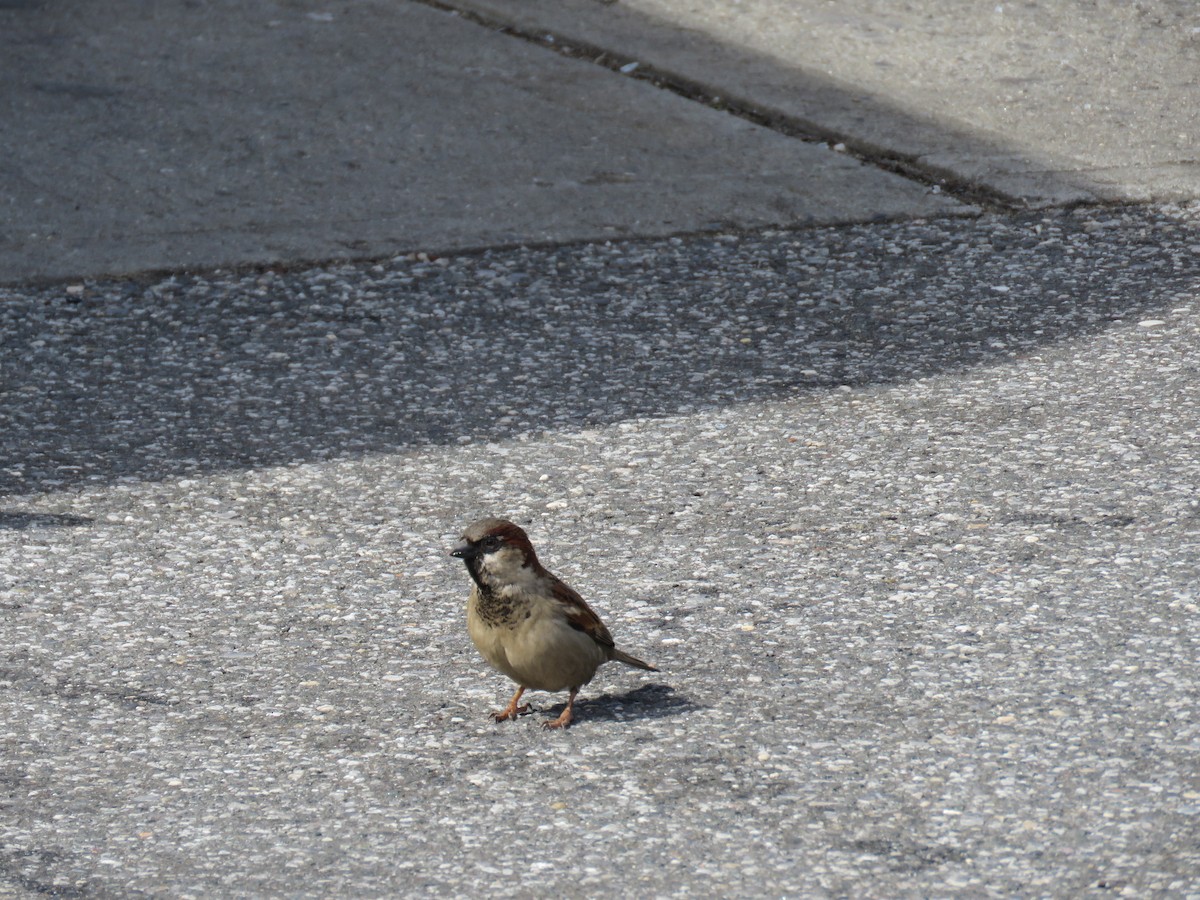 House Sparrow - ML540706831