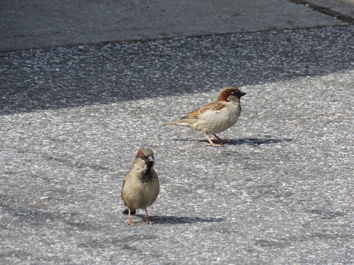 House Sparrow - ML540706851