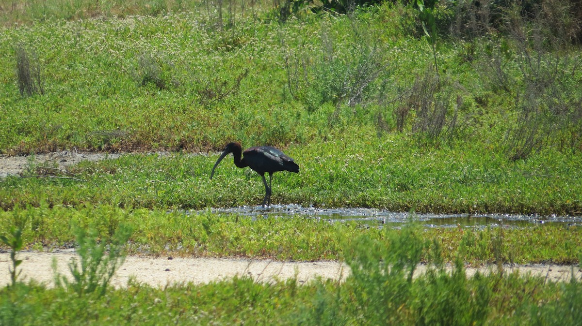 Glossy Ibis - ML540708511