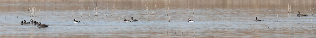 Bufflehead - ML540708701