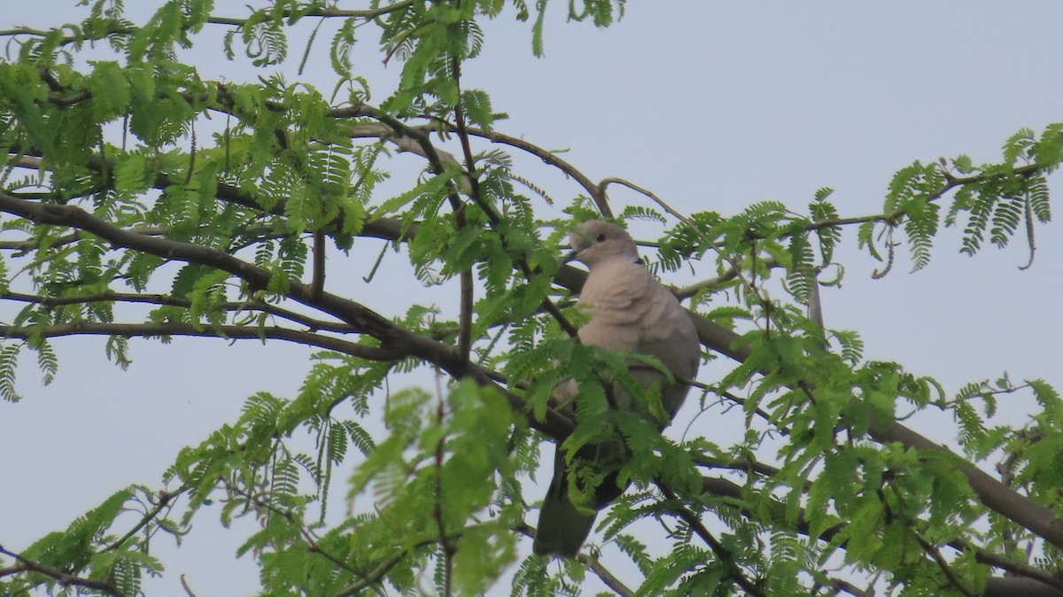 Eurasian Collared-Dove - ML540711911