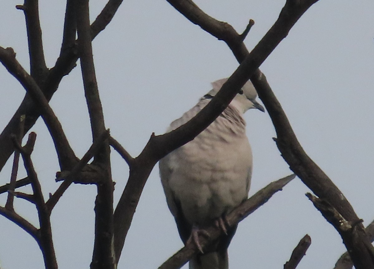 Eurasian Collared-Dove - ML540712091