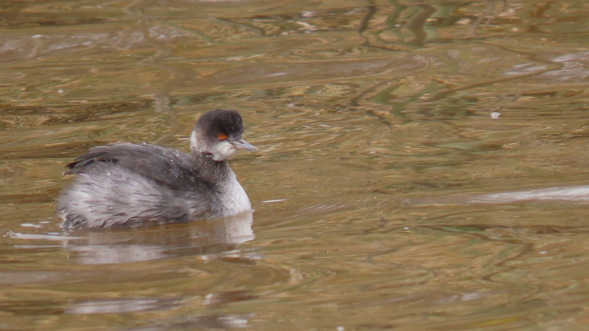 Eared Grebe - ML540712701