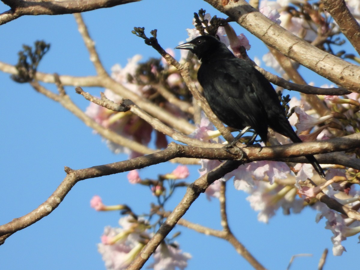 Melodious Blackbird - ML540712961