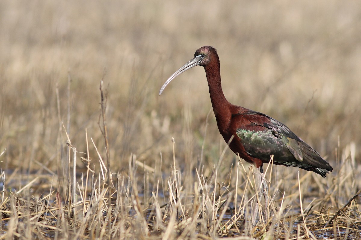 Glossy Ibis - Evan Lipton