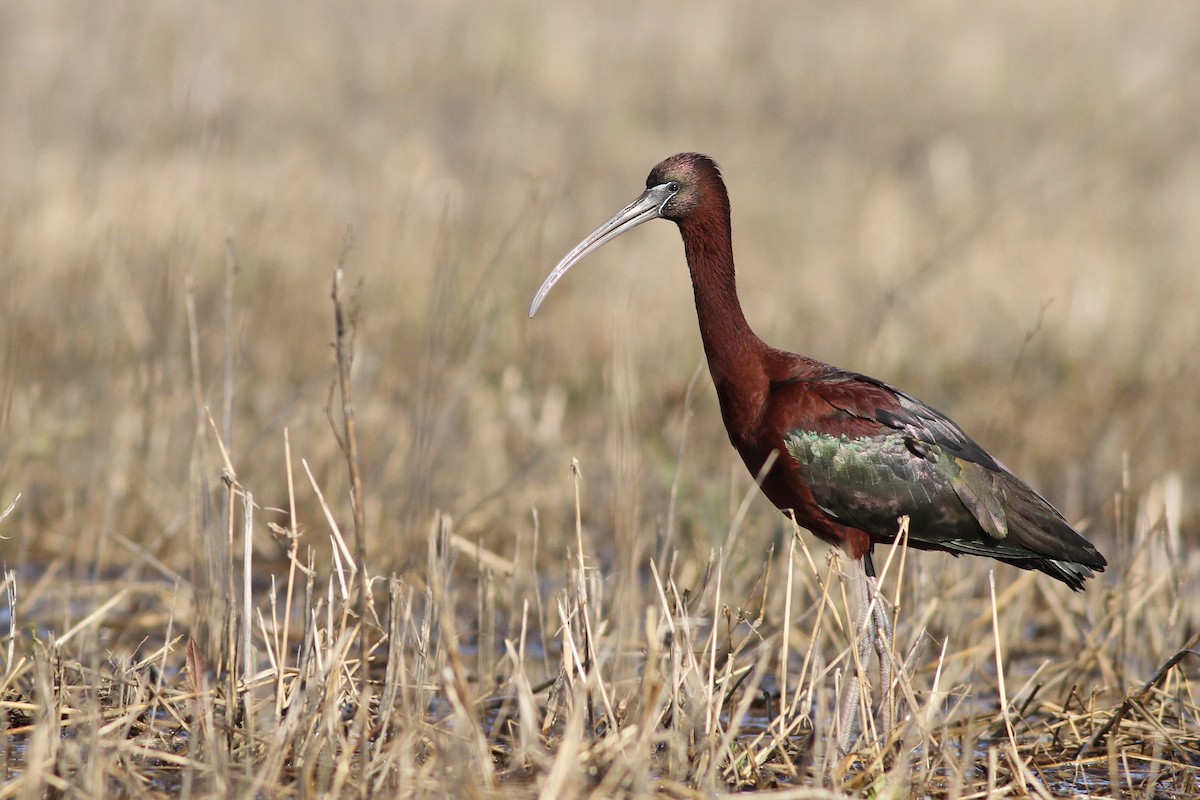 ibis hnědý - ML54071381