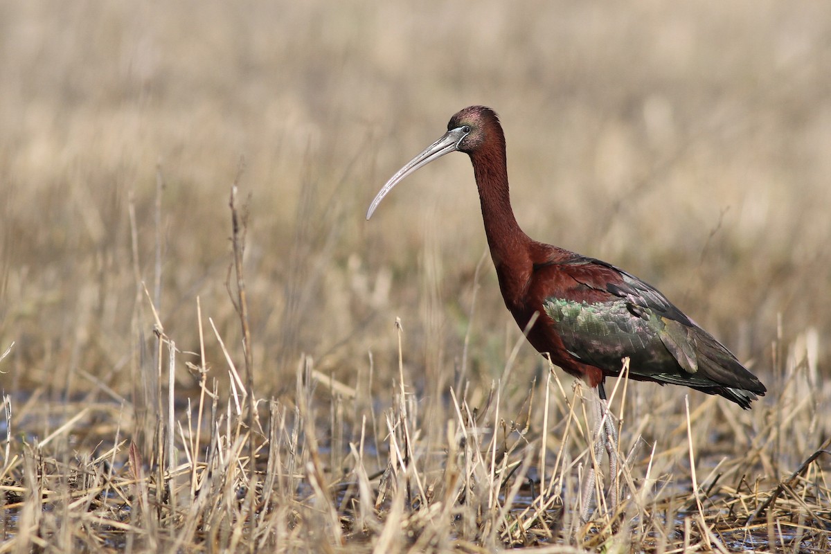 Glossy Ibis - ML54071381