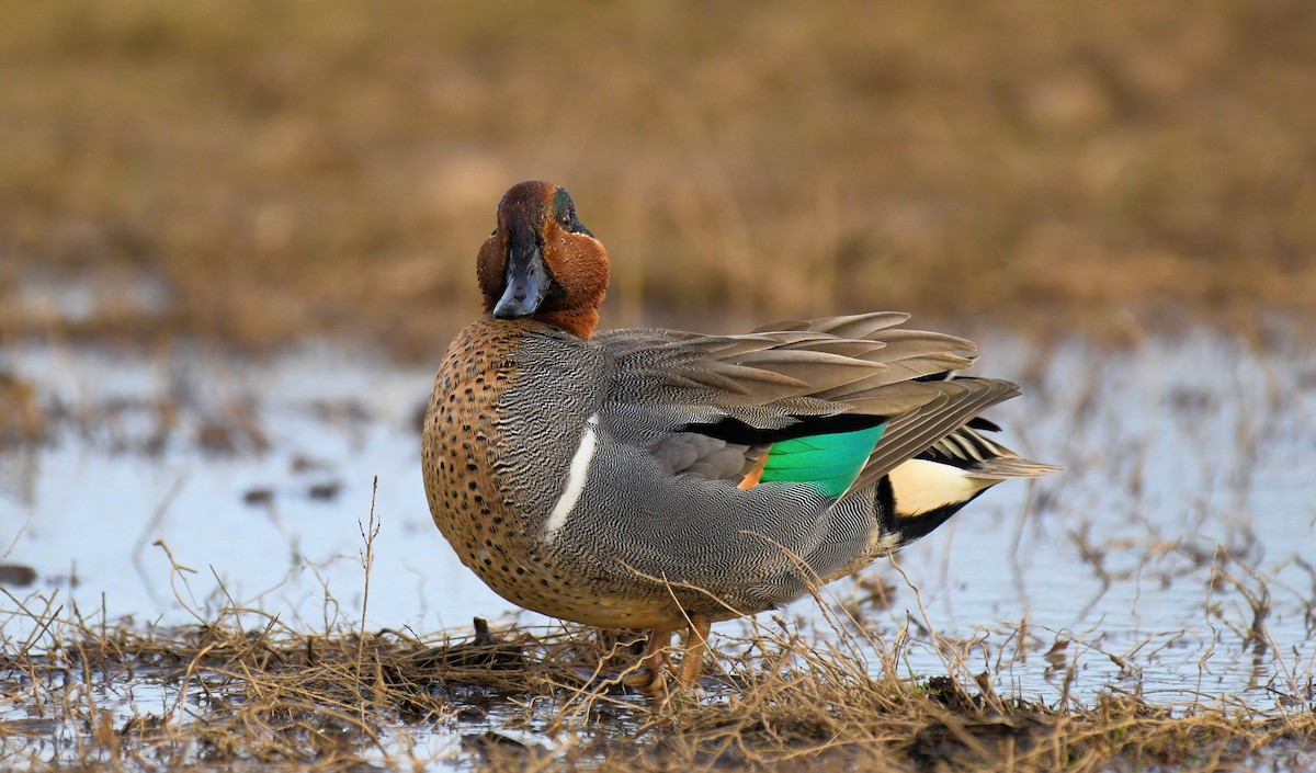 Green-winged Teal - Sylvia Bauer