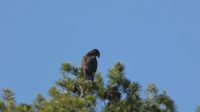 Harris's Hawk - ML540714921