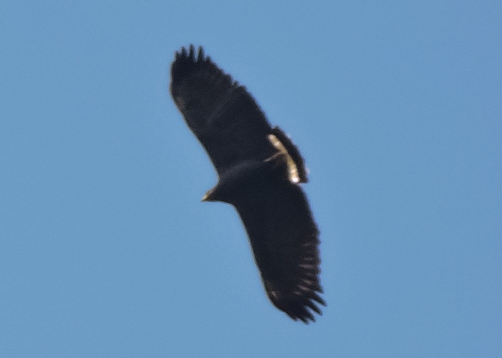 Águila Solitaria - ML540715761