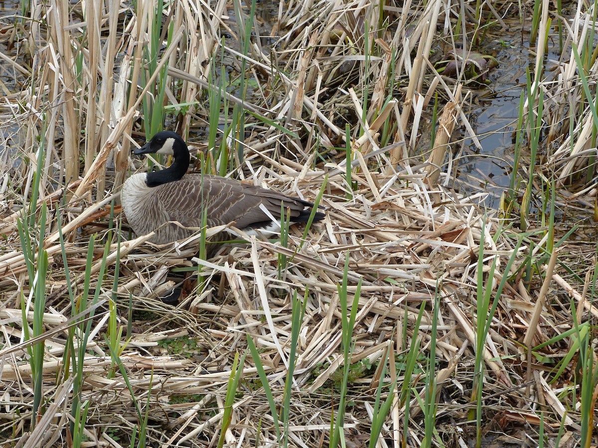 Canada Goose - ML54071591