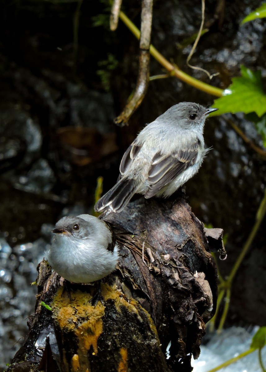 Torrent Tyrannulet - ML540715961