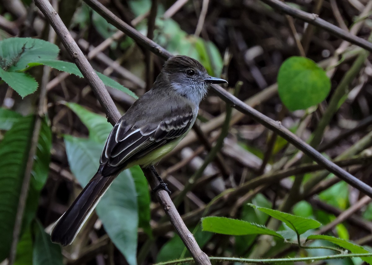 Apical Flycatcher - ML540716491