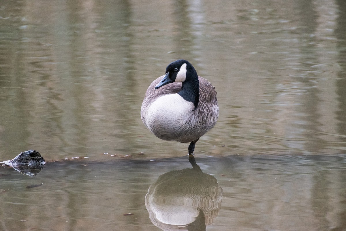 Canada Goose - ML540716691