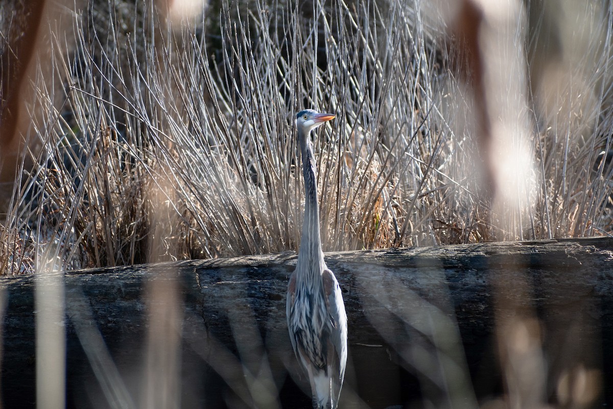 Great Blue Heron - ML540716981