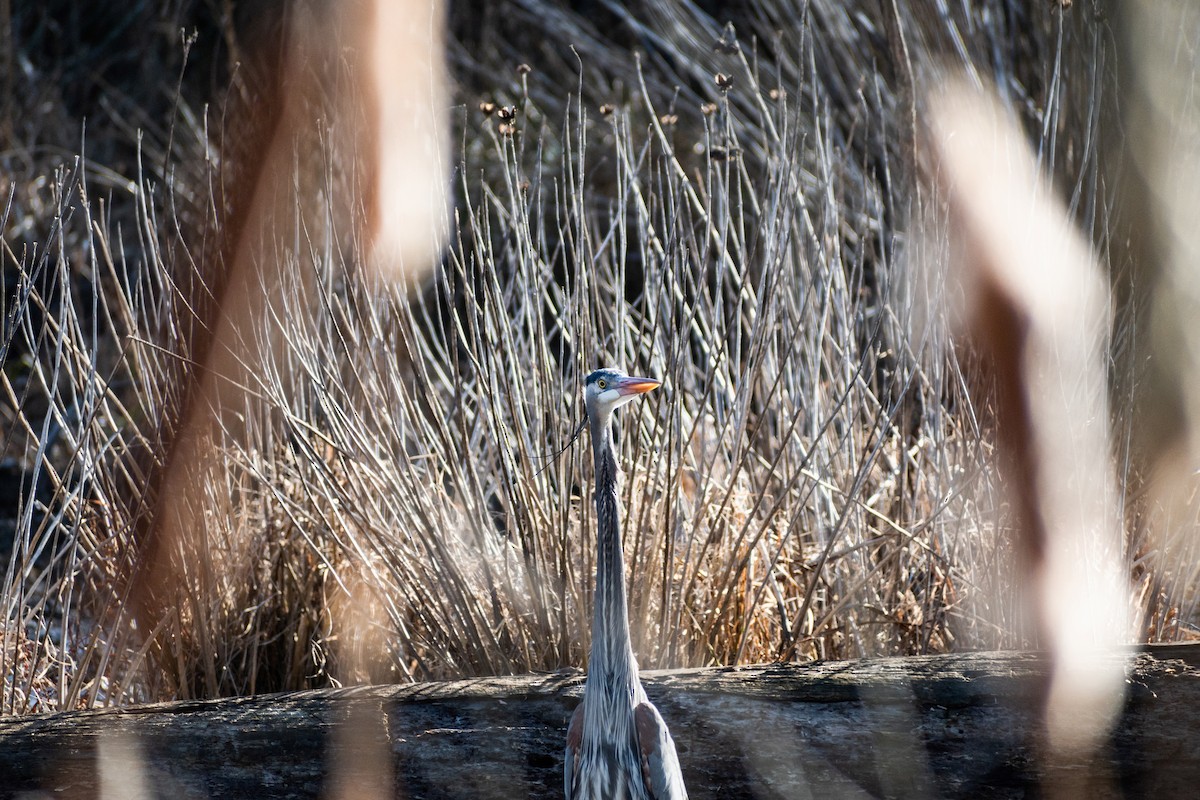 Great Blue Heron - ML540716991