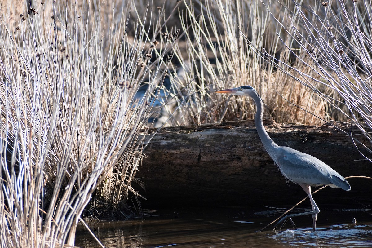 Great Blue Heron - ML540717001