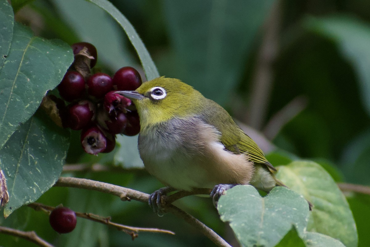 Silvereye - Lance Rathbone