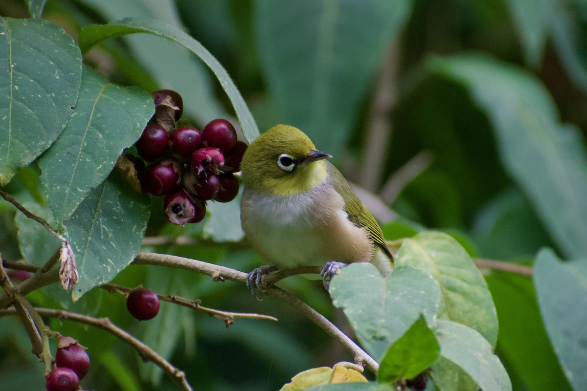 Silvereye - Lance Rathbone