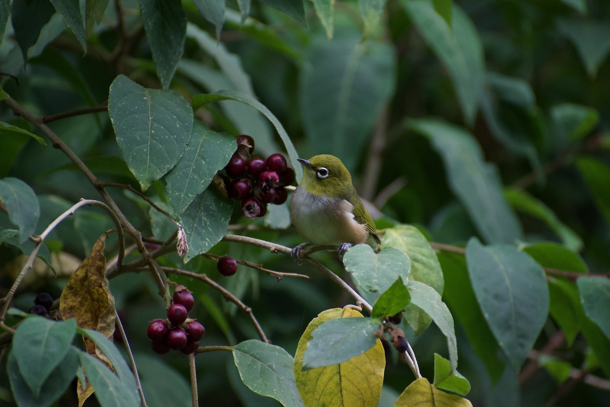 Silvereye - ML540717121