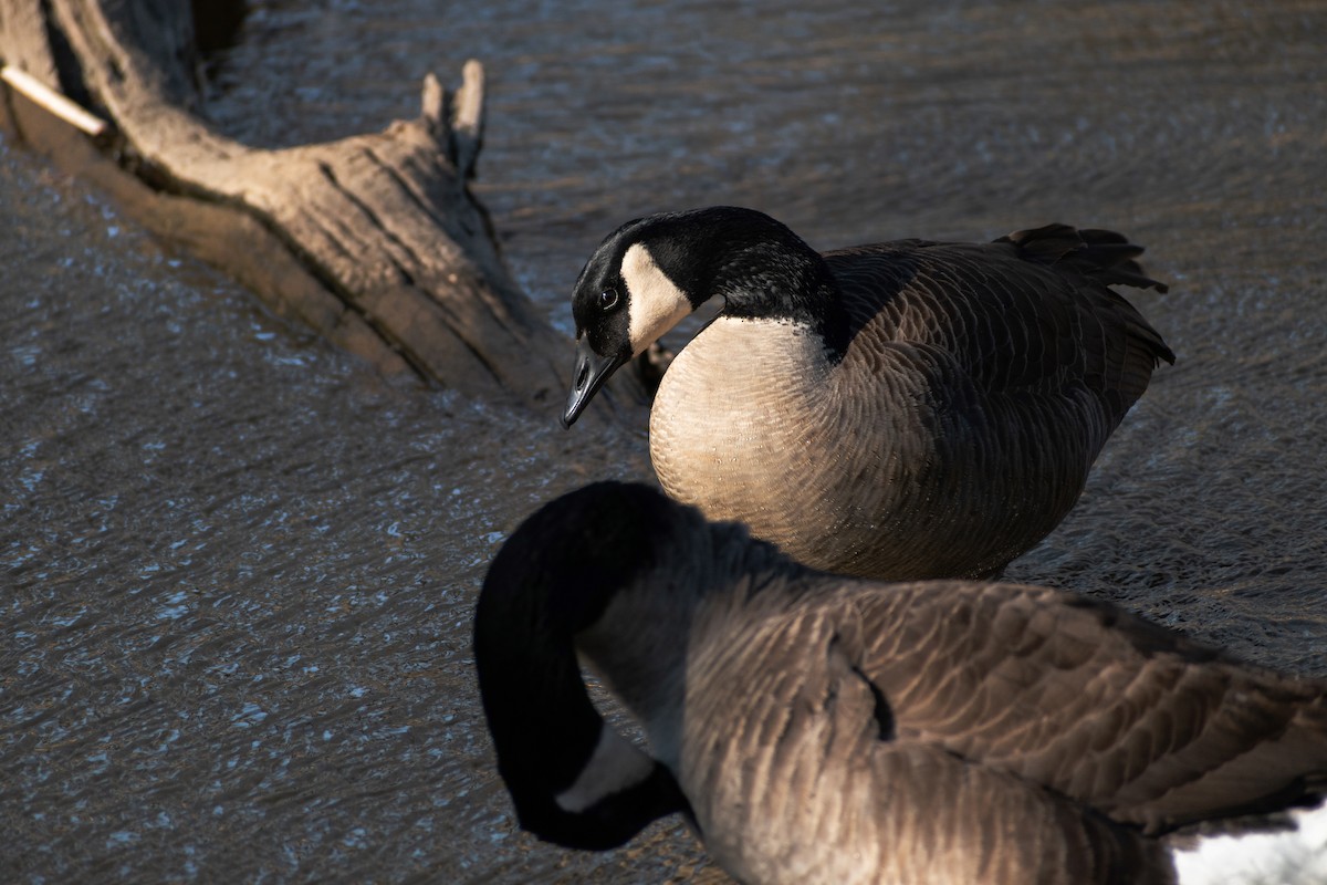 Canada Goose - ML540717201