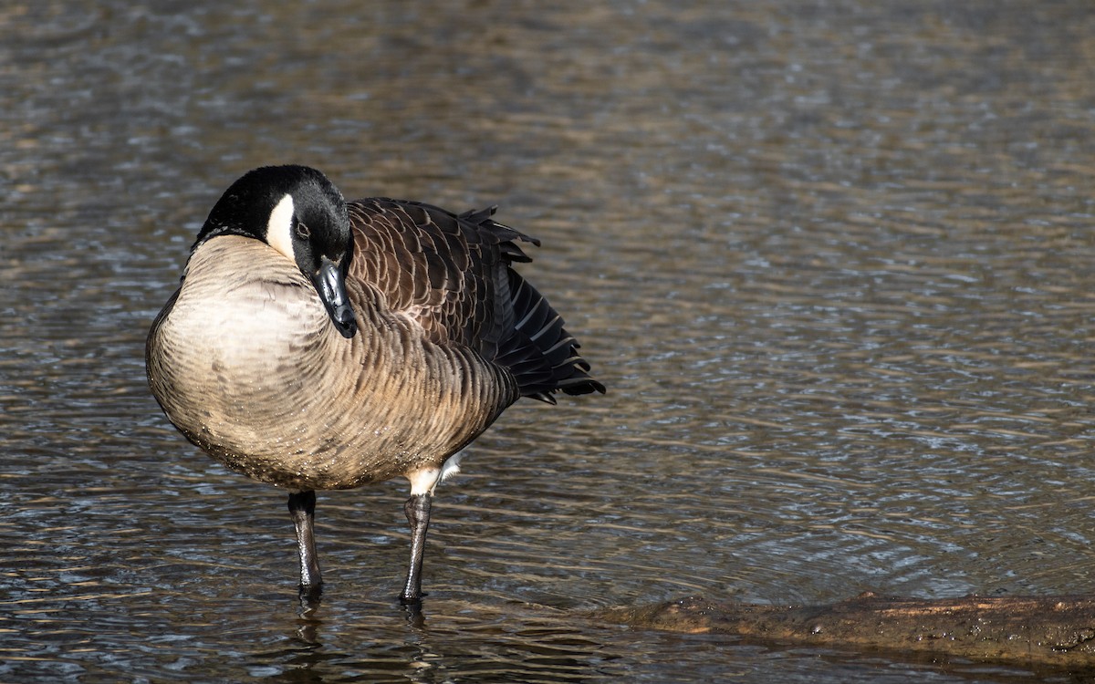 Canada Goose - ML540717211