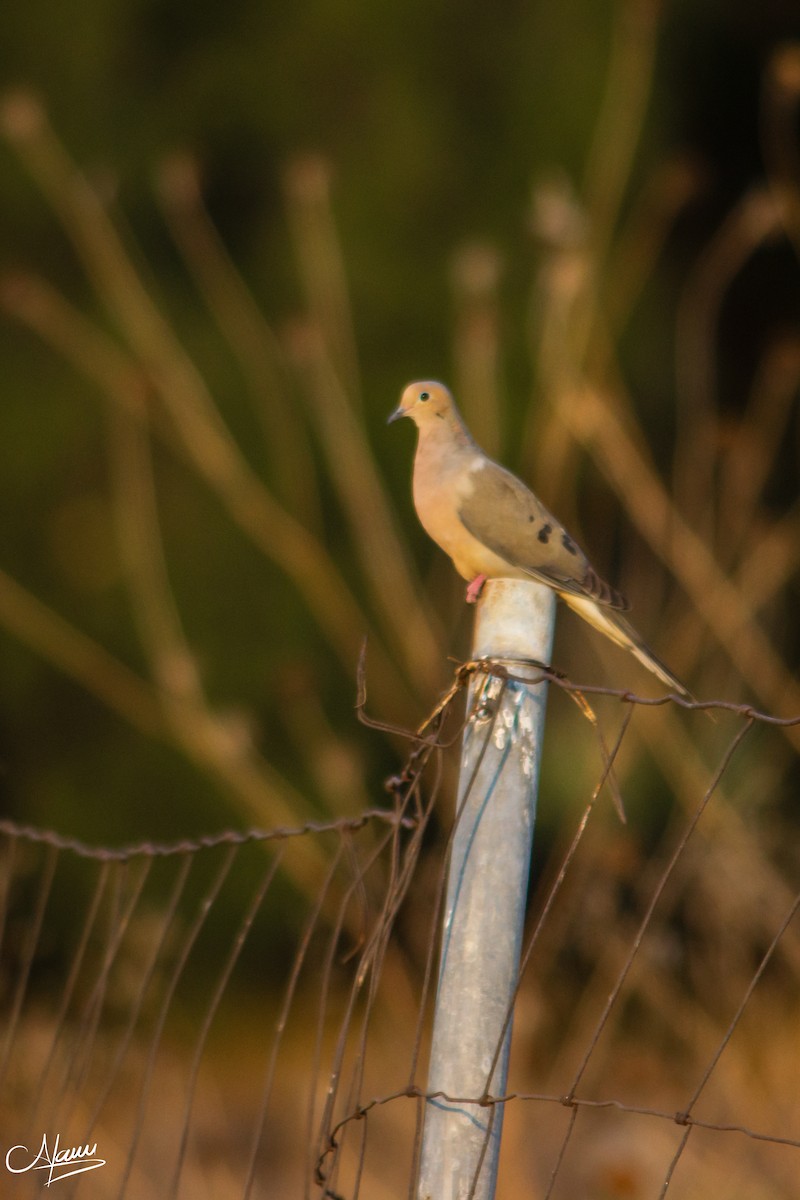 Mourning Dove - ML540717471