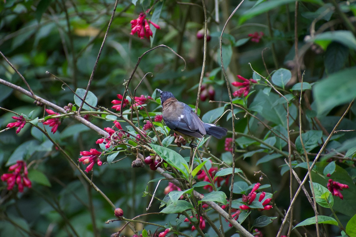 Eastern Spinebill - Lance Rathbone