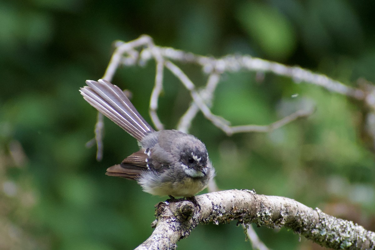 Gray Fantail - Lance Rathbone