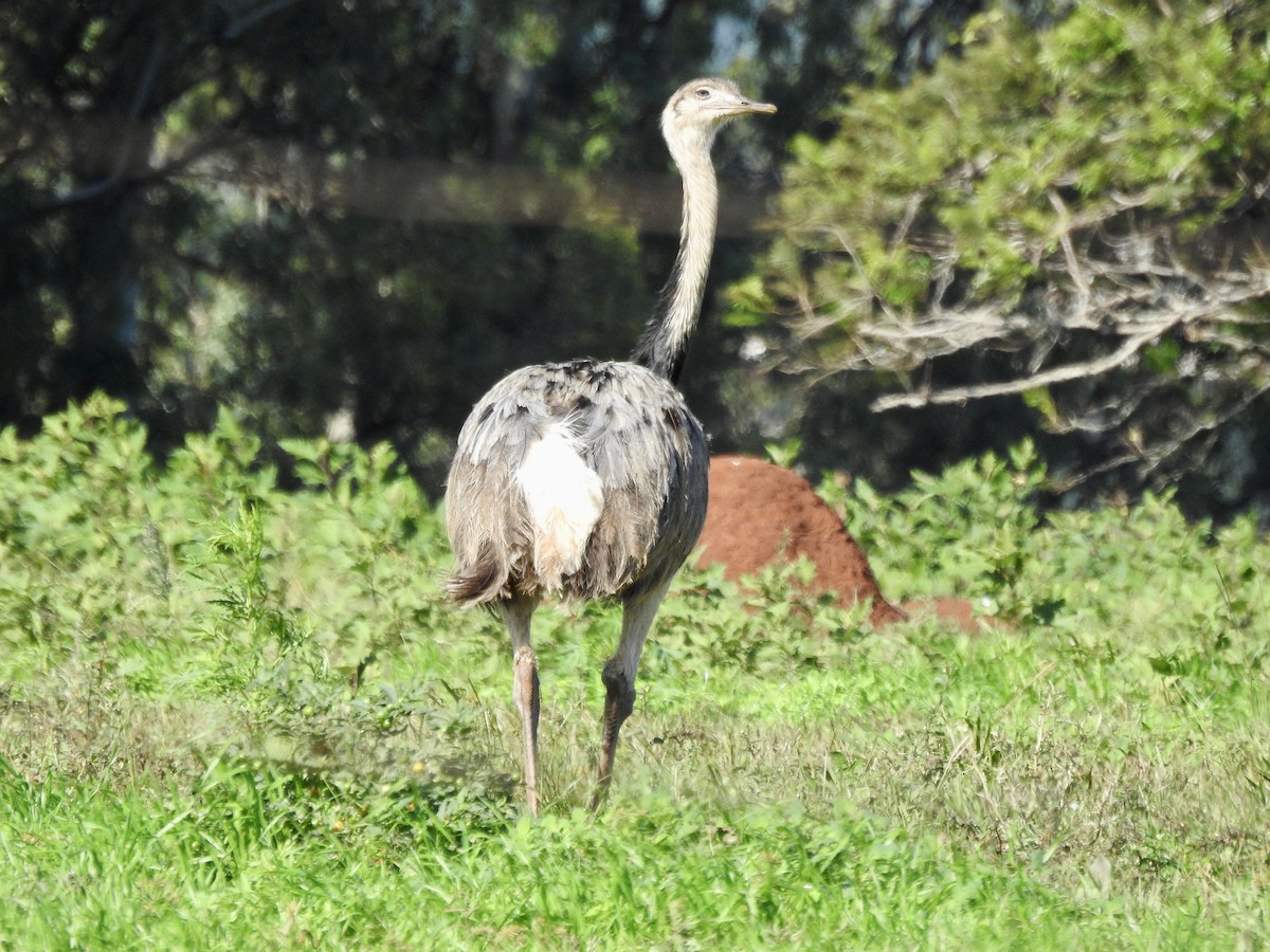 Greater Rhea - Frances Oliver