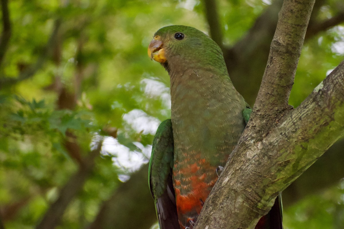 Australian King-Parrot - Lance Rathbone