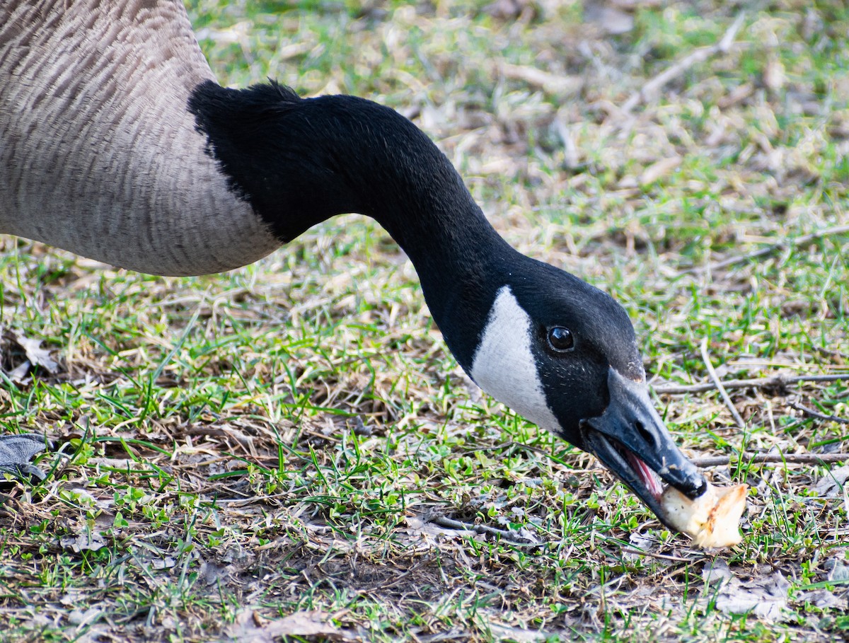 Canada Goose - ML540718351