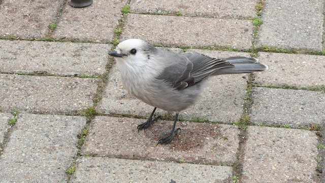 Canada Jay - ML540719061